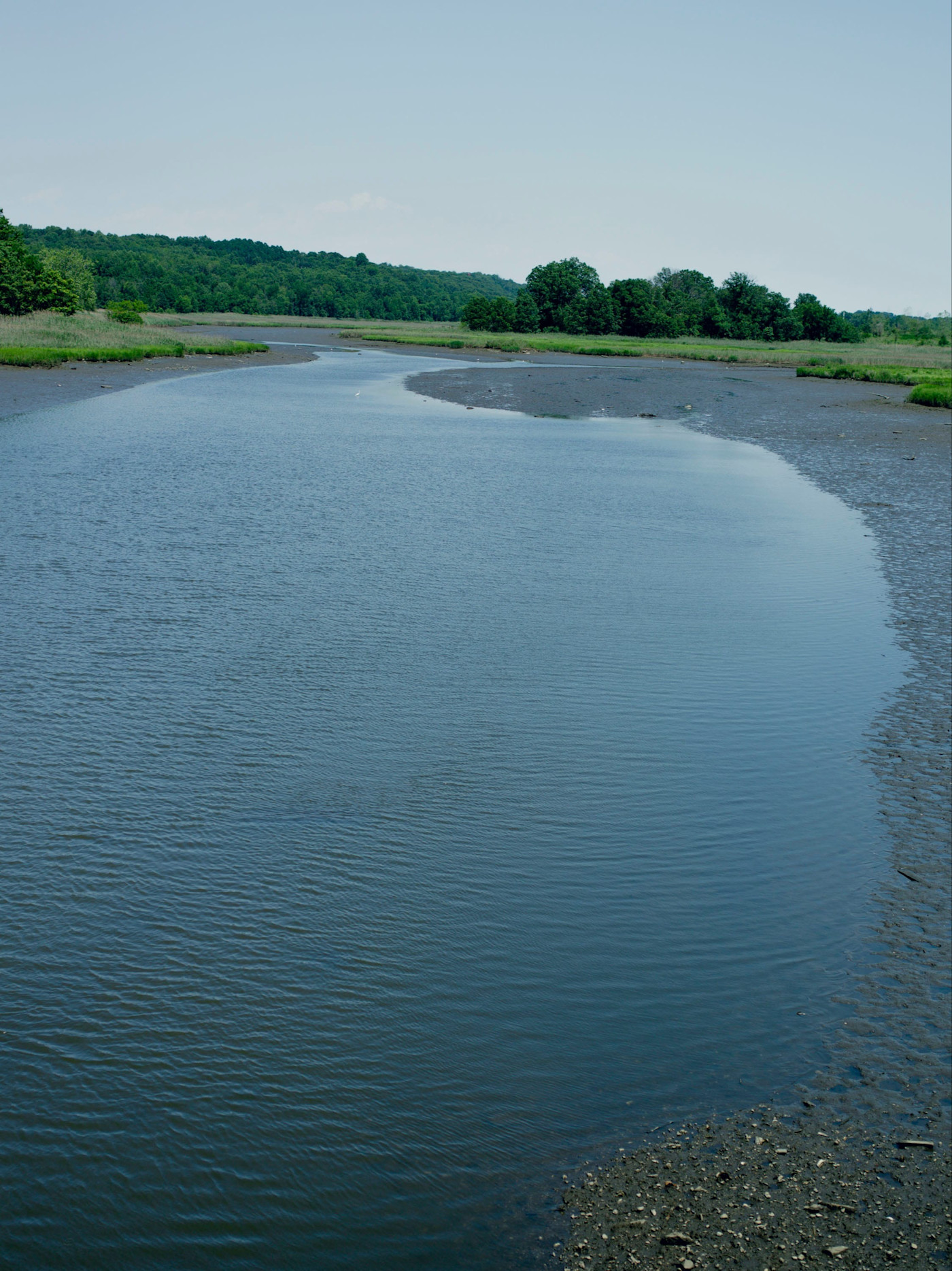 Freshkills Park에서 갯벌 둑과 풀이 우거진 습지대를 따라 조수 개울이 굽이쳐 흐르고, 멀리 울창한 녹음이 보인다.