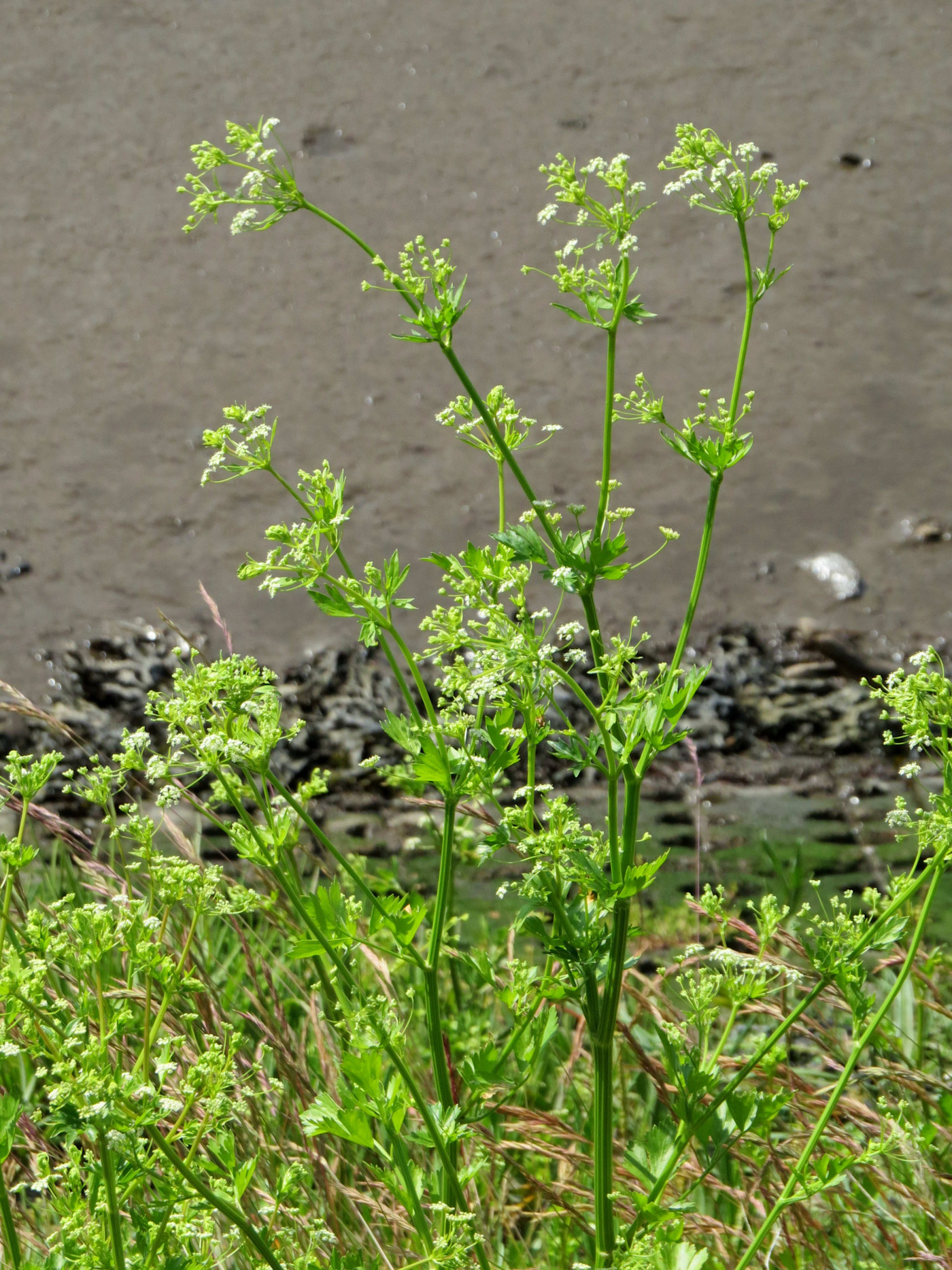 진흙 강둑 근처에서 자라는 녹색 줄기와 작은 흰 꽃송이를 가진 야생 셀러리(Apium graveolens).