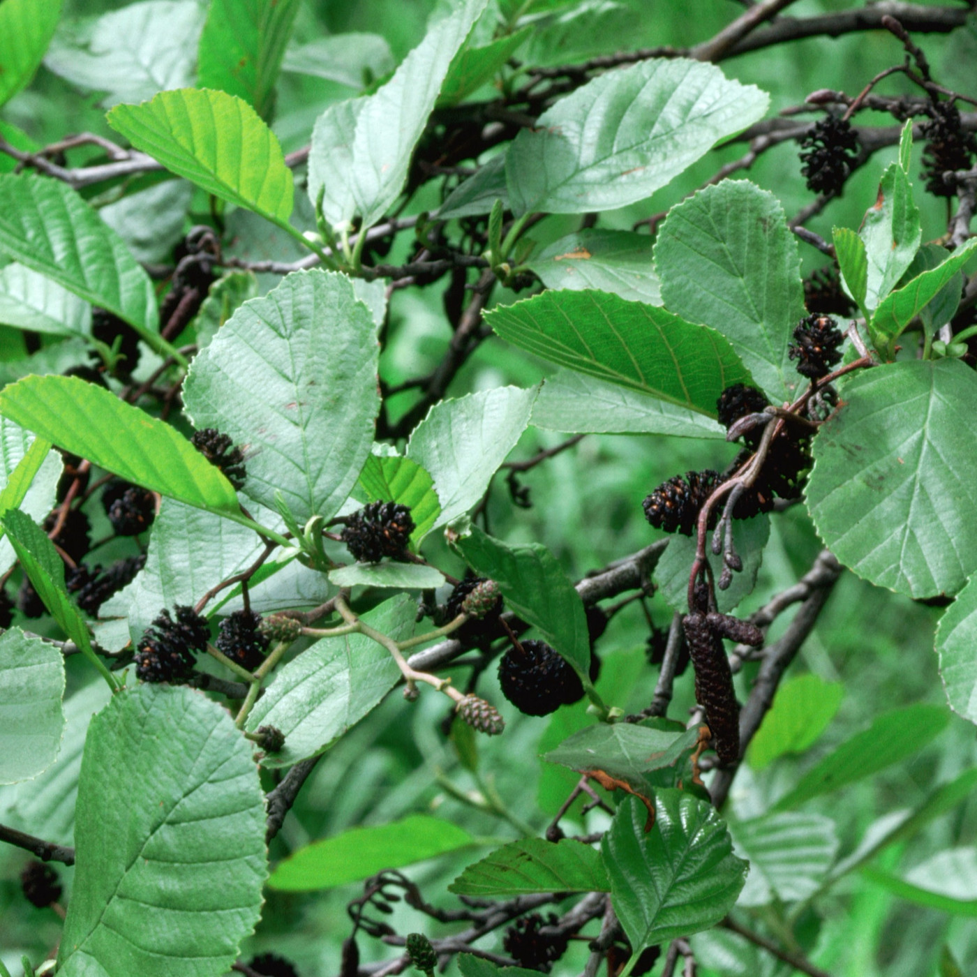 일반 오리나무(Alnus glutinosa) 가지에 자라는 초록 잎과 어둡고 목질인 원뿔 모양 열매.