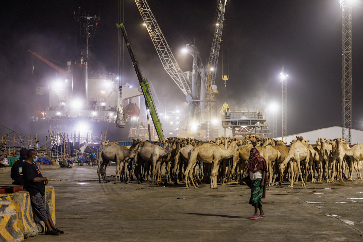 밤, Berbera Port 부두에 낙타 무리가 서 있고 뒤로 크레인과 화물선이 보인다. 낙타 앞을 한 사람이 걷고 있다.