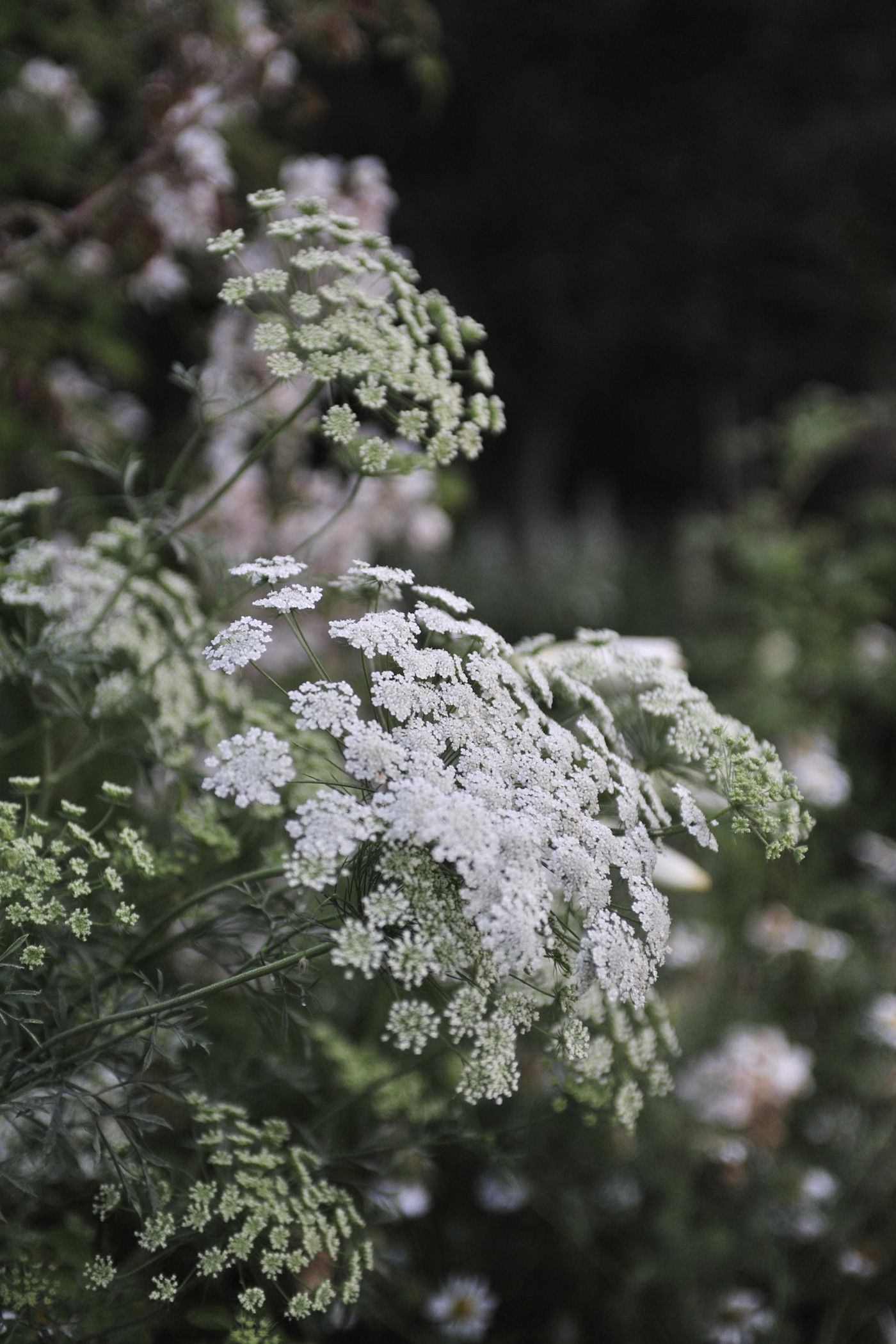 시싱허스트 화이트 가든에 핀 섬세한 흰색 암미 마주스 꽃 무리와 초록색 줄기, 잎사귀.